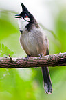 red-whiskered bulbul