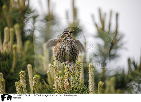 Rotdrossel / redwing / MBS-27417