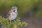 redwing