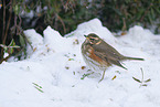 red-winged thrush