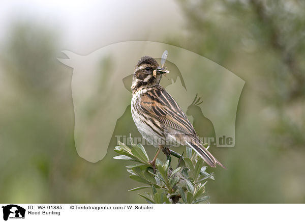 Rohrammer / Reed Bunting / WS-01885
