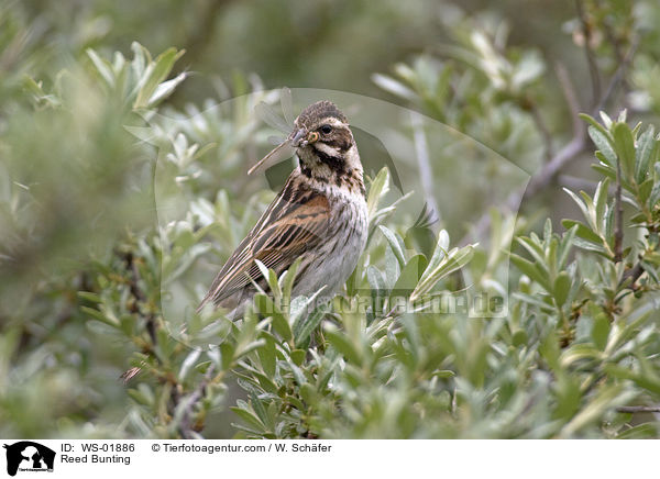 Reed Bunting / WS-01886