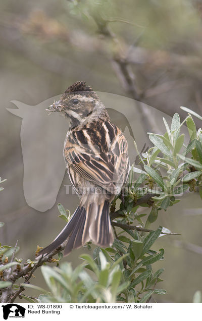 Rohrammer / Reed Bunting / WS-01890