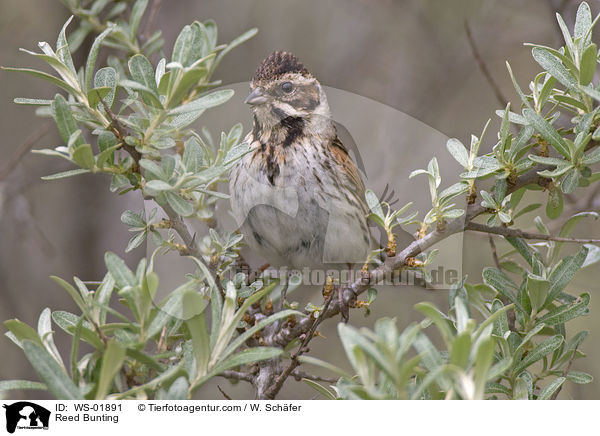 Rohrammer / Reed Bunting / WS-01891