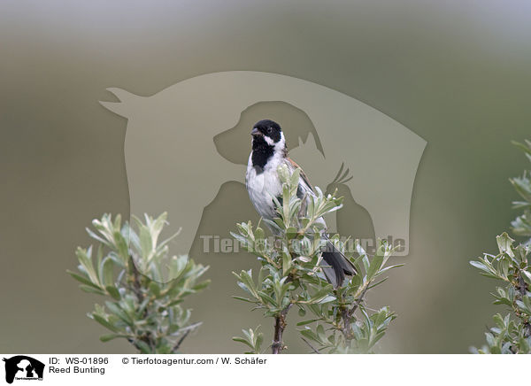 Rohrammer / Reed Bunting / WS-01896