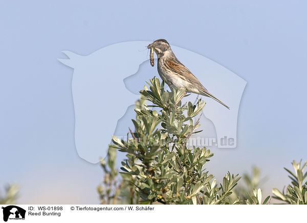 Rohrammer / Reed Bunting / WS-01898