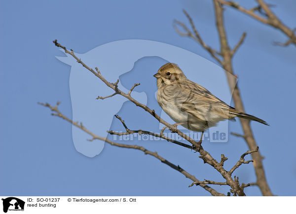Rohrammer / reed bunting / SO-01237