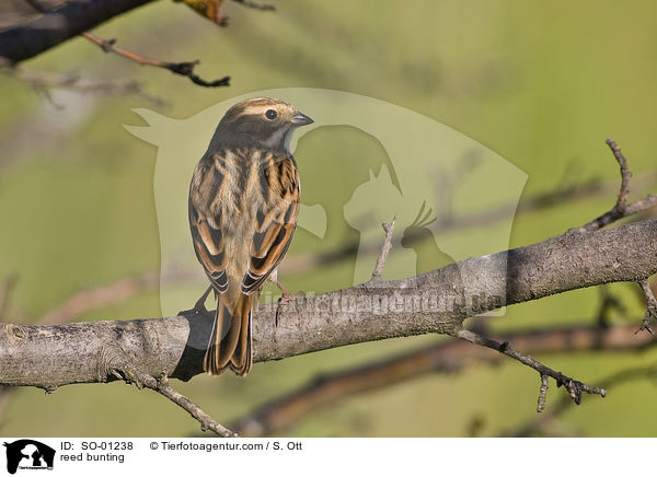 Rohrammer / reed bunting / SO-01238