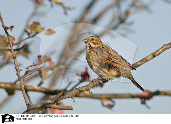 Rohrammer / reed bunting / SO-01239