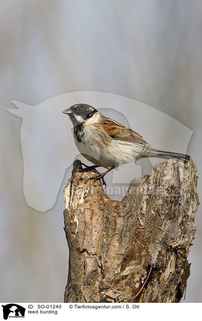 Rohrammer / reed bunting / SO-01240