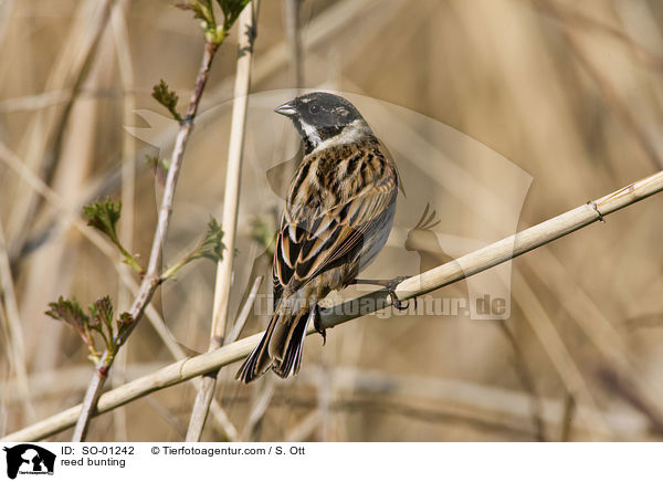 Rohrammer / reed bunting / SO-01242