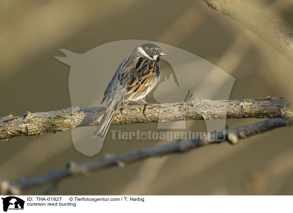 common reed bunting / THA-01827