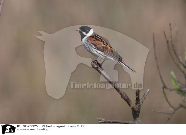 Rohrammer / common reed bunting / SO-02325