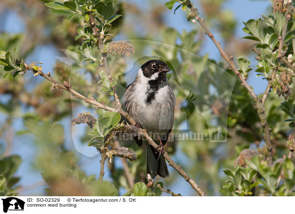 Rohrammer / common reed bunting / SO-02329