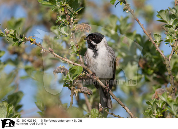 Rohrammer / common reed bunting / SO-02330