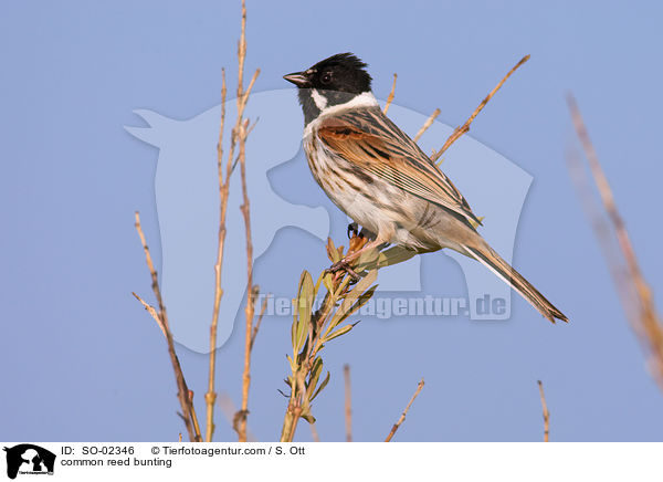 Rohrammer / common reed bunting / SO-02346
