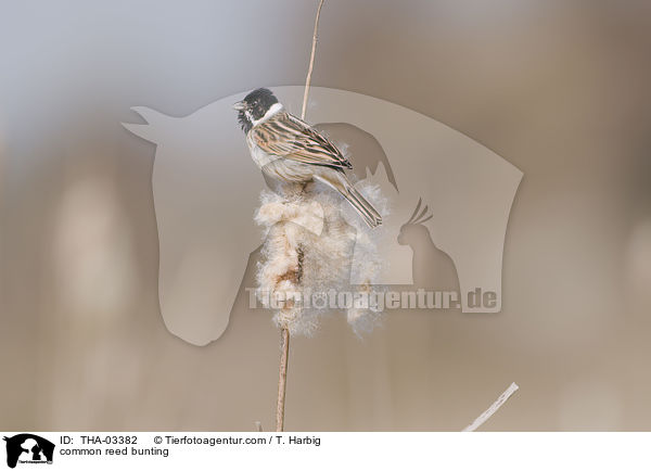 Rohrammer / common reed bunting / THA-03382