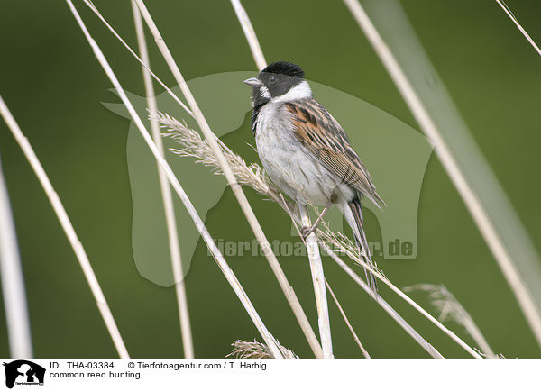 Rohrammer / common reed bunting / THA-03384