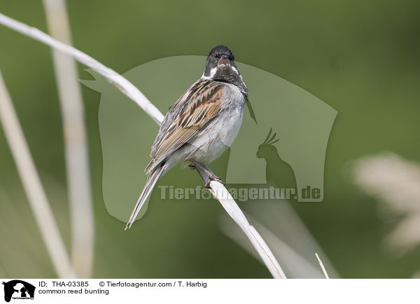 Rohrammer / common reed bunting / THA-03385