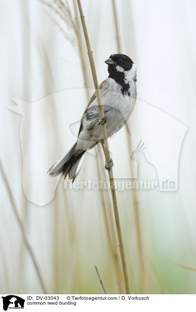 Rohrammer / common reed bunting / DV-03043