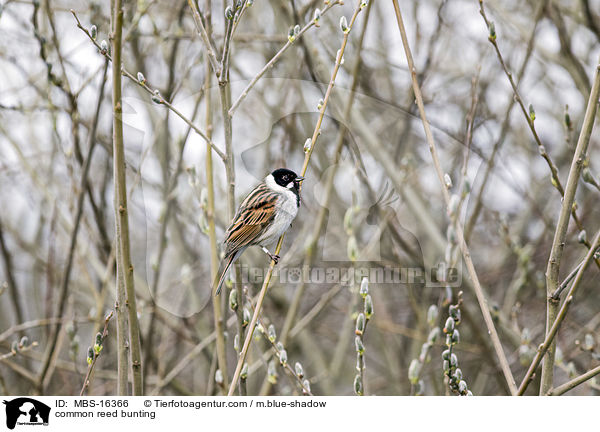 Rohrammer / common reed bunting / MBS-16366