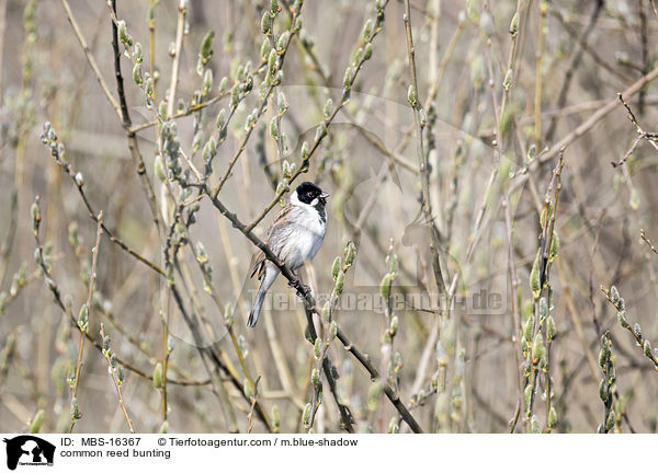 Rohrammer / common reed bunting / MBS-16367