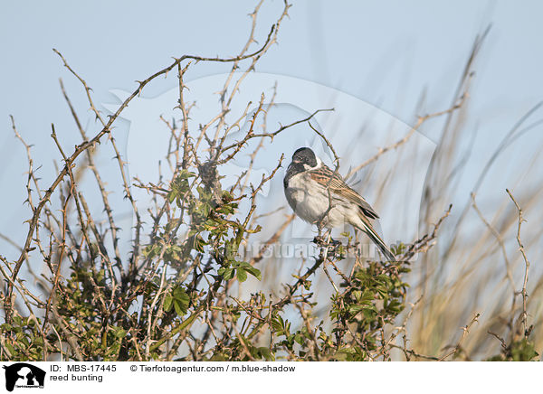 Rohrammer / reed bunting / MBS-17445