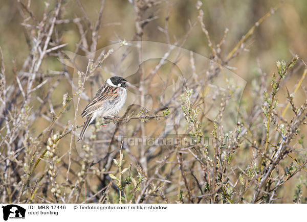 reed bunting / MBS-17446