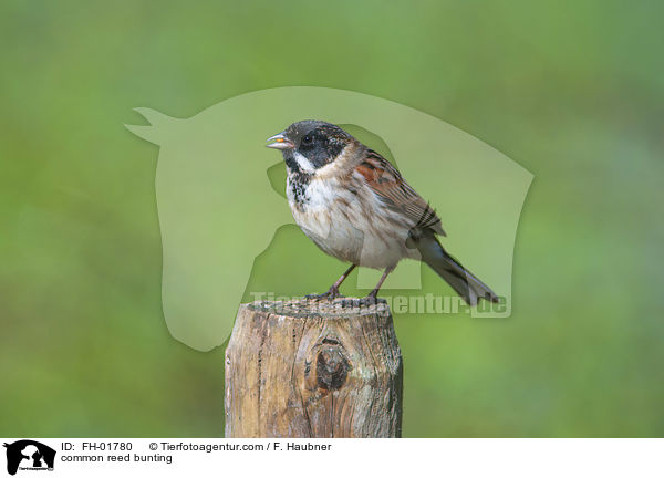 common reed bunting / FH-01780