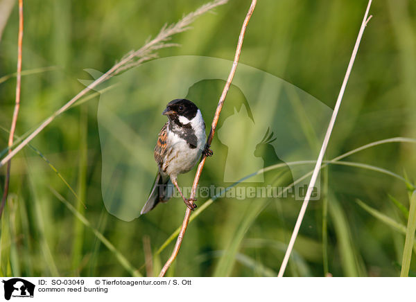 common reed bunting / SO-03049