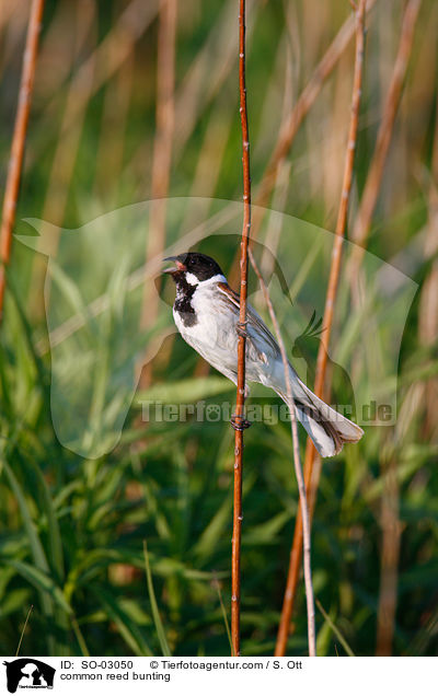 Rohrammer / common reed bunting / SO-03050