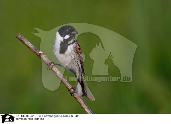 Rohrammer / common reed bunting / SO-03051