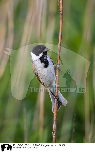 common reed bunting / SO-03052