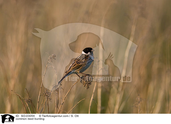 Rohrammer / common reed bunting / SO-03054