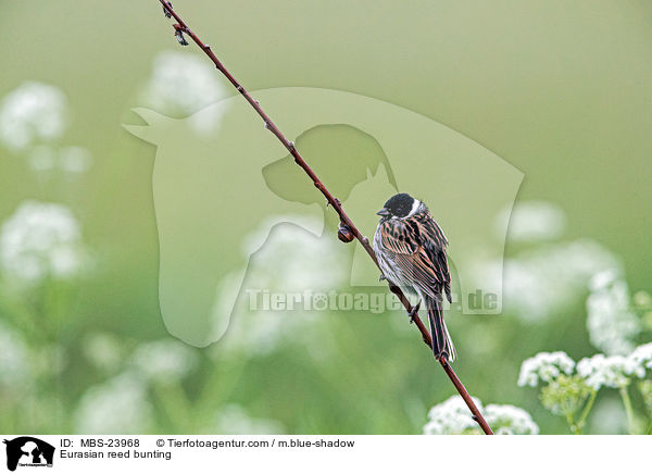 Eurasian reed bunting / MBS-23968