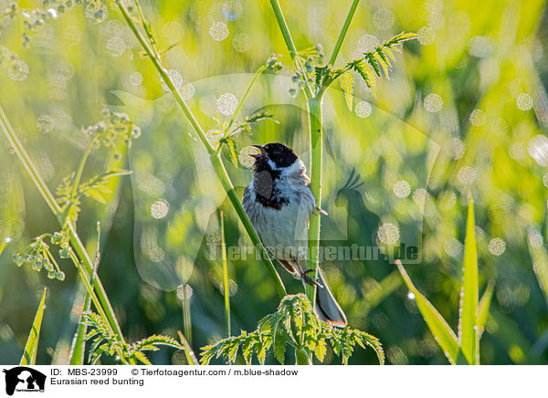 Rohrammer / Eurasian reed bunting / MBS-23999