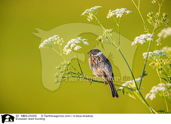 Rohrammer / Eurasian reed bunting / MBS-24005