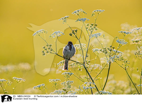 Rohrammer / Eurasian reed bunting / MBS-24024