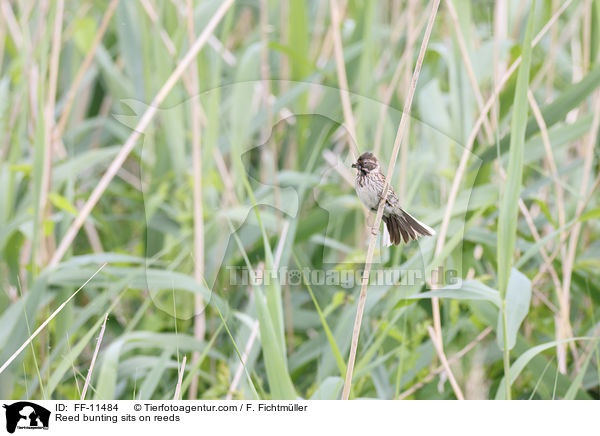 Reed bunting sits on reeds / FF-11484