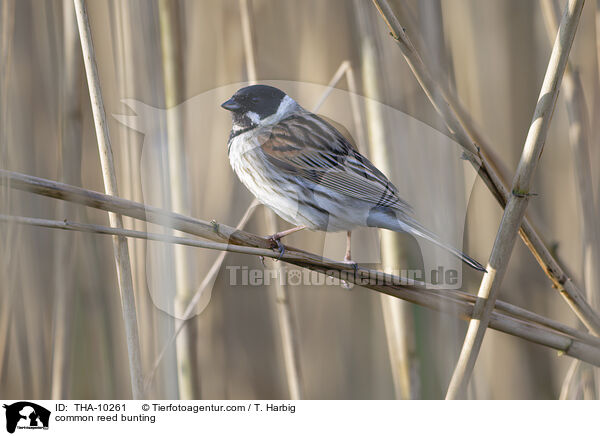 Rohrammer / common reed bunting / THA-10261