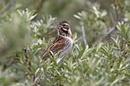 Reed Bunting