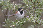 Reed Bunting