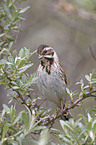 Reed Bunting