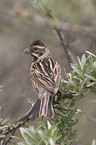 Reed Bunting