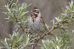 Reed Bunting