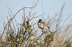 reed bunting