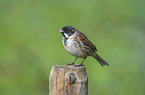 common reed bunting