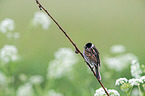 Eurasian reed bunting