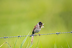 Eurasian reed bunting