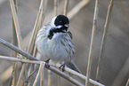 common reed bunting